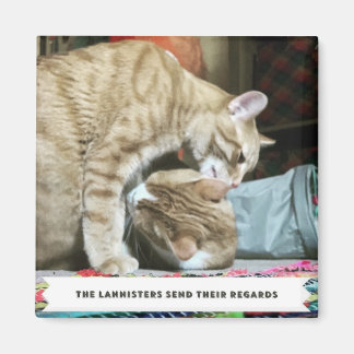 Imã Gatos Laranja