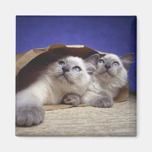 Imã Gatos no saco de papel