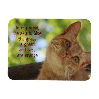 Ímã Gatos São Laranja