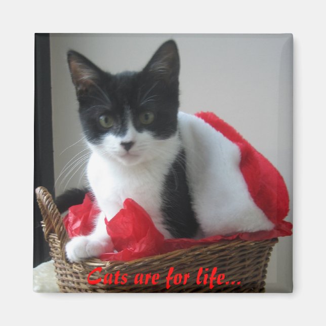 Imã Gatos são para sempre... (Frente)