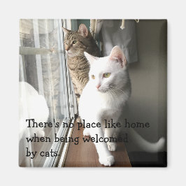 Imã Gatos sentados pela janela