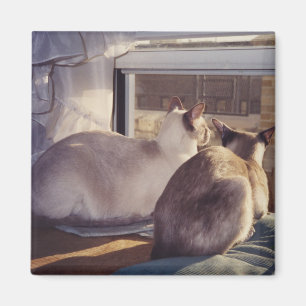 Imã Gatos Siamese dois na janela (2)