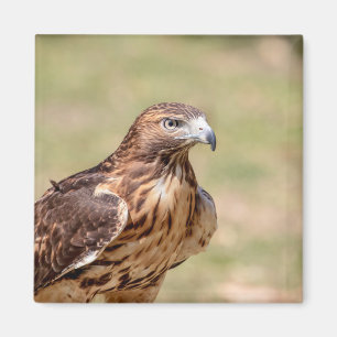 Imã Gavião-de-cauda-vermelha no Vale do Hudson