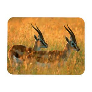 Ímã Gazela de Thomson (Gazella Thomsonii) ao Amanhecer