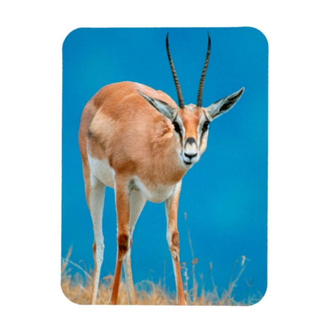 Ímã Gazelle (Gazella Granti) Ewe Retrait (Vertical)