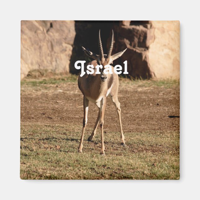 Imã Gazelle israelita (Frente)