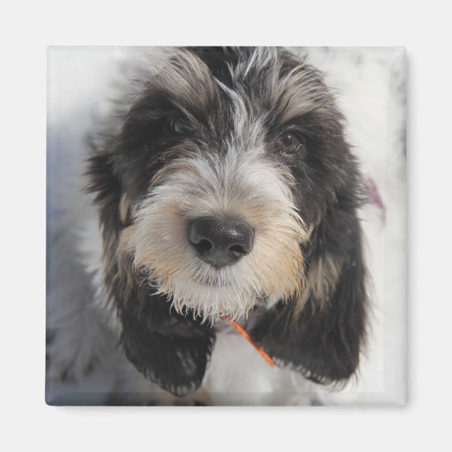 Imã GBGV Puppy (Frente)