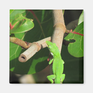 Imã Gecko Chameleon Magnet