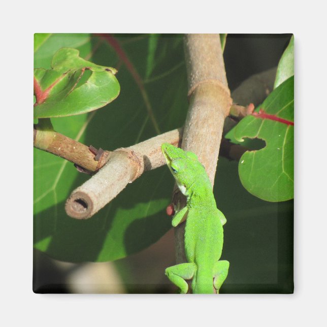Imã Gecko Chameleon Magnet (Frente)