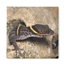 Gecko de Lichtenfelder