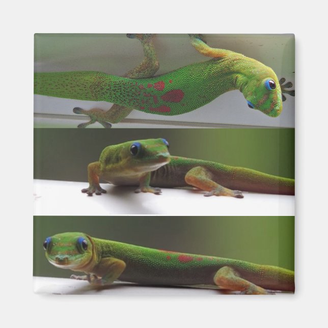 Imã Gecko de poeira Dourada (Frente)