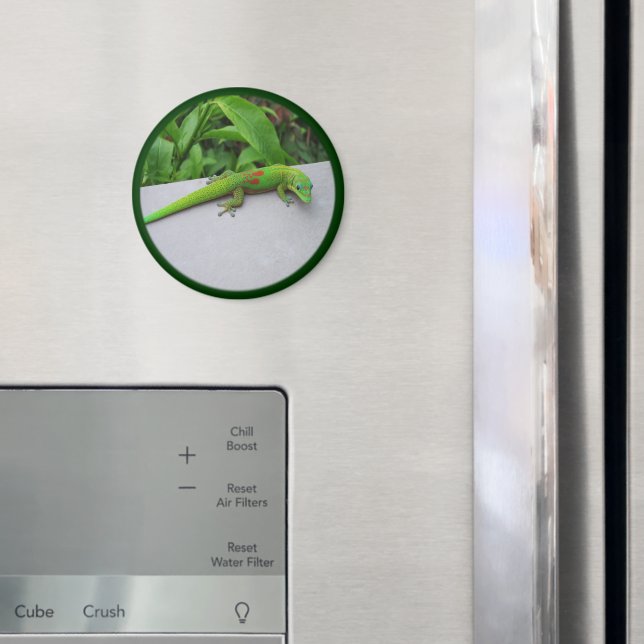Imã Gecko do Dia da Pó Dourada - Audiência e Consiga a (In Situ (Fridge))
