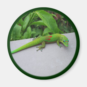 Imã Gecko do Dia da Pó Dourada - Audiência e Consiga a