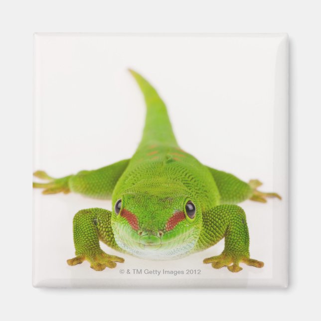 Imã Gecko do dia de Madagáscar (Phelsuma madagascarien (Frente)
