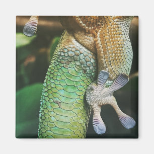 Imã Gecko Feet