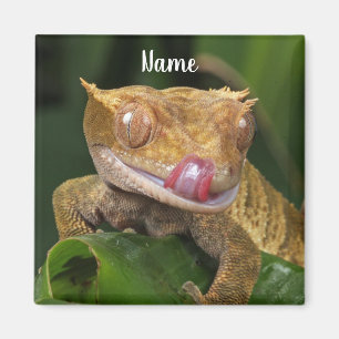 Imã Gecko Lizard Prefado Personalizado