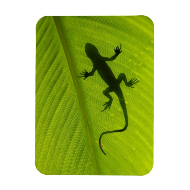 Ímã Gecko Silhouette (Vertical)