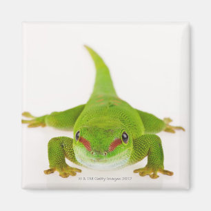 Imã Geco do dia de Madagascar (madagascariensis de