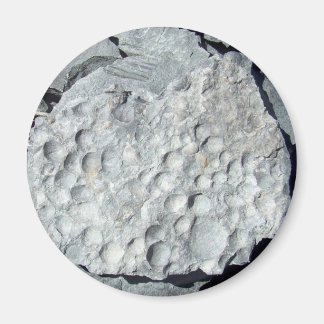 Imã Geer Road Fossils