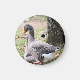 Imã Geese