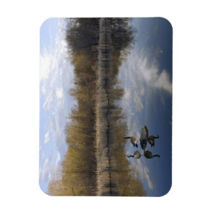 Ímã Geese Perch em Park, West Santo Paul