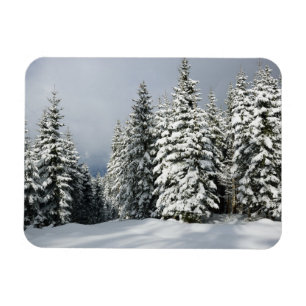 Ímã Gelo e neve Pine Woodland, Áustria