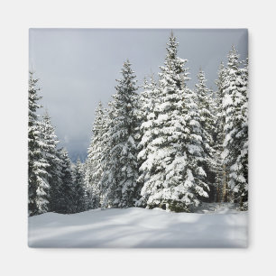 Imã Gelo e neve Pine Woodland, Áustria
