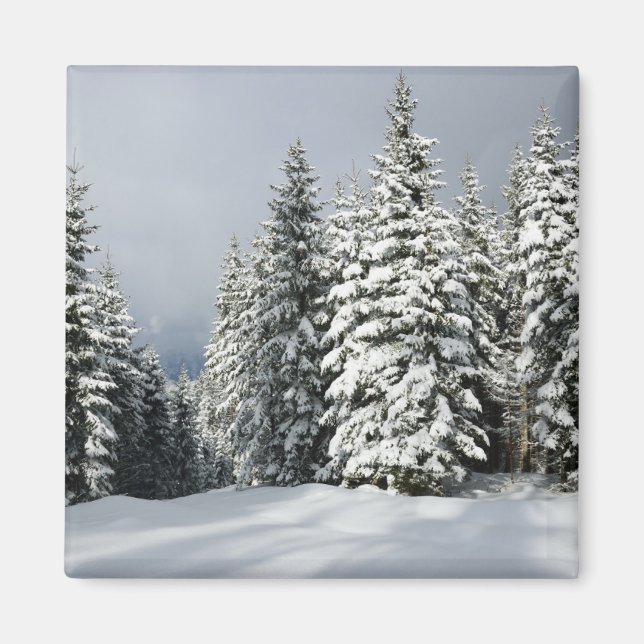 Imã Gelo e neve | Pine Woodland, Áustria (Frente)