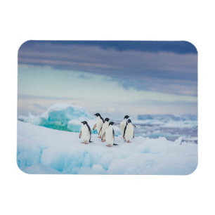Ímã Gelo e neve Pinguins de adenda Antártica