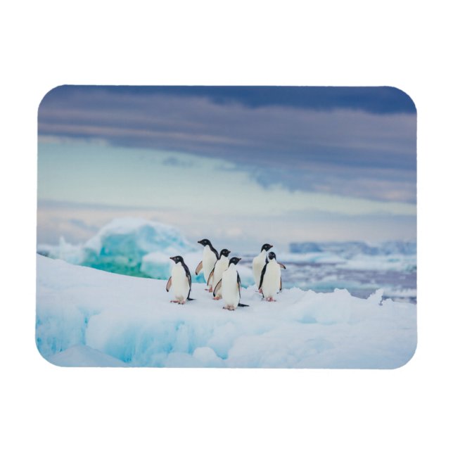 Ímã Gelo e neve | Pinguins de adenda Antártica (Horizontal)