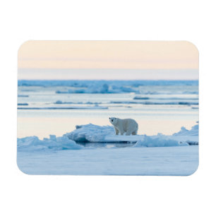 Ímã Gelo e neve Polar Bear Iceberg Noruega