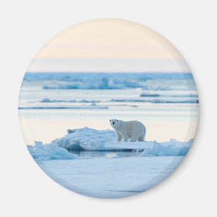 Imã Gelo e neve Polar Bear Iceberg Noruega