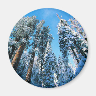 Imã Gelo e neve Sequoia National Park, Califórnia