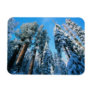 Ímã Gelo e neve Sequoia National Park, Califórnia
