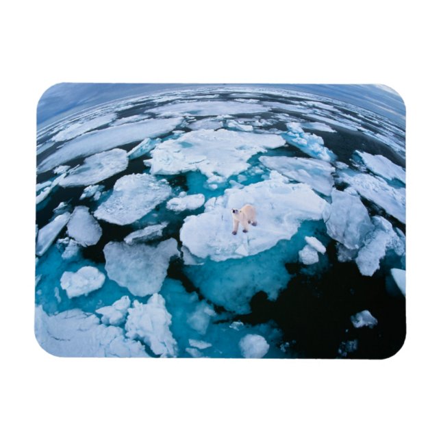 Ímã Gelo e neve | Urso Polar, Oceano Ártico, Svalbard (Horizontal)