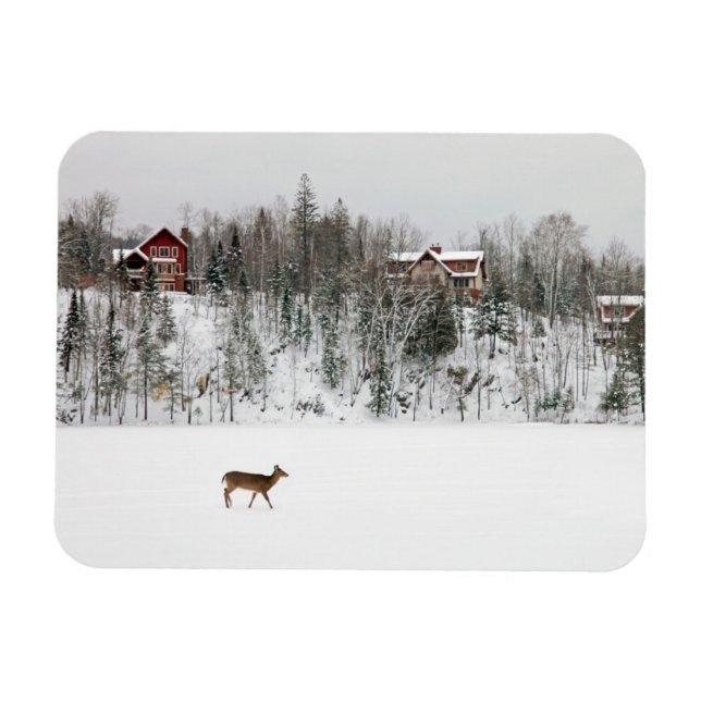 Ímã Gelo e neve | Veado em Snow Quebec, Canadá (Horizontal)