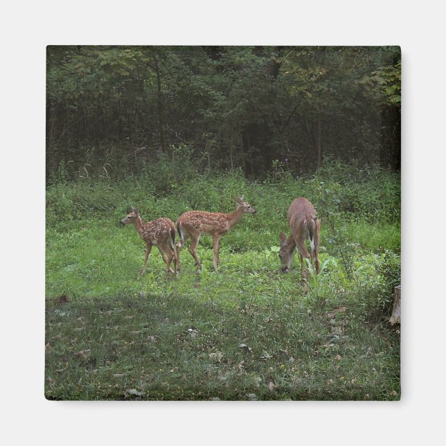 Imã Gêmeos e seu Mama (Frente)