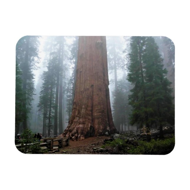 Ímã General Sherman Tree, Sequoia, CA (Horizontal)