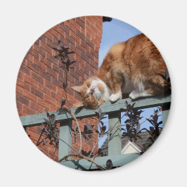 Imã Gengibre Reprodutor