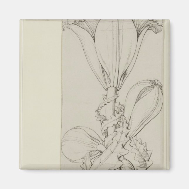 Imã Gênio da Lily, 1809 (Frente)