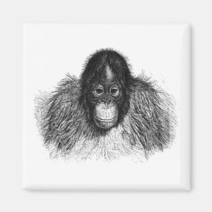 Imã Gentil Orangutan Black and White Ape Drawing