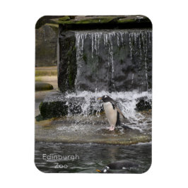 Ímã Gentoo Penguin & Friends Edinburgh Zoo Scotland