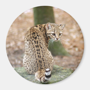 Imã geoffroy-cat-004