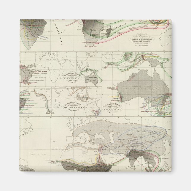 Imã Geografia zoológica (Frente)