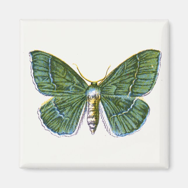 Imã Geometra papilionaria - A Grande Mama Esmeralda (Frente)