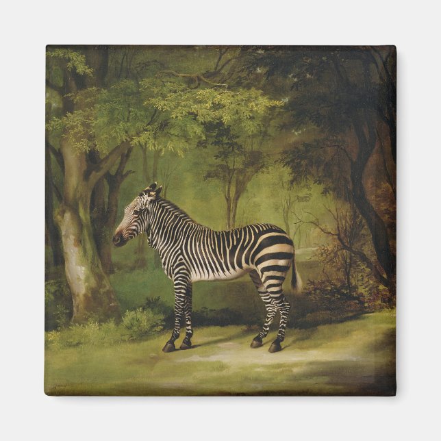 Imã George Stubbs | Zebra, 1763 (óleo na canvas) (Frente)