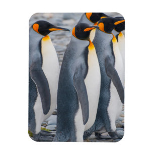 Ímã Geórgia do Sul. Pinguins-reis