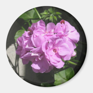 Imã Gerânio de hera cor-de-rosa