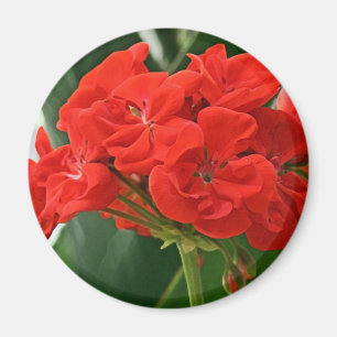 Imã Gerânio vermelho