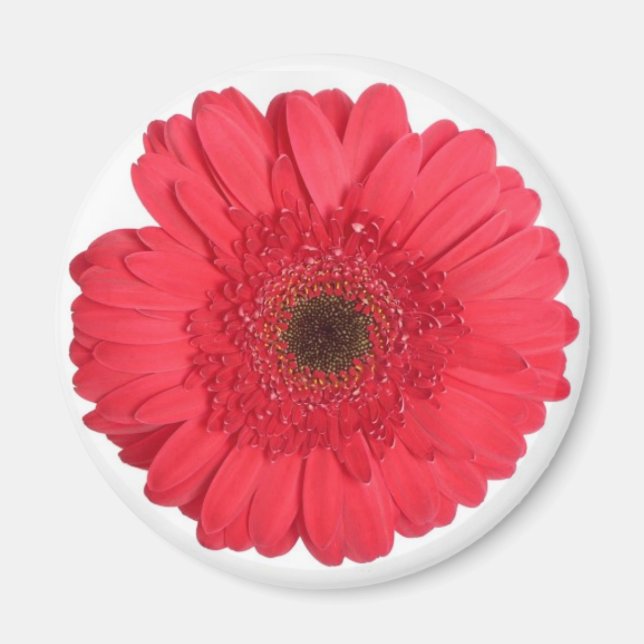 Imã Gerber Daisy (Frente)